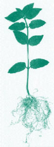 Water Works: Rooting Cuttings in Water Image